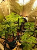 TH in Da Tent Week 1B