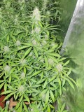 20201009_210630_compress95