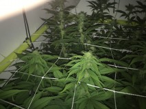 Blue Forest Berry