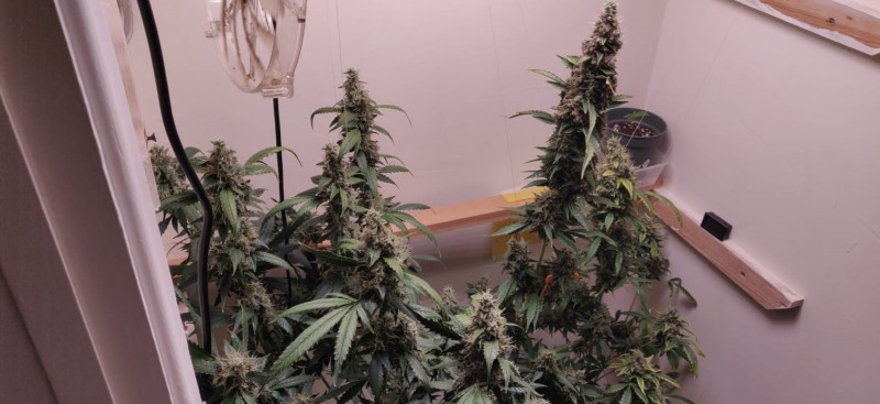 TropicalCookies