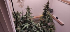 TropicalCookies