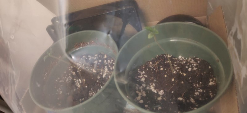 newseedlings