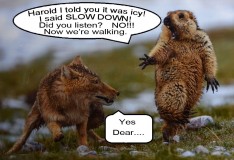 wildlife_photographer