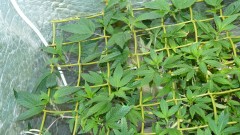 scrogs tangie d 018