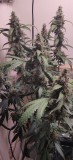 hydro