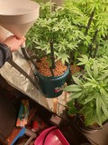 Hempy Bucket Week 2