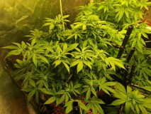 Roof 95 week 1