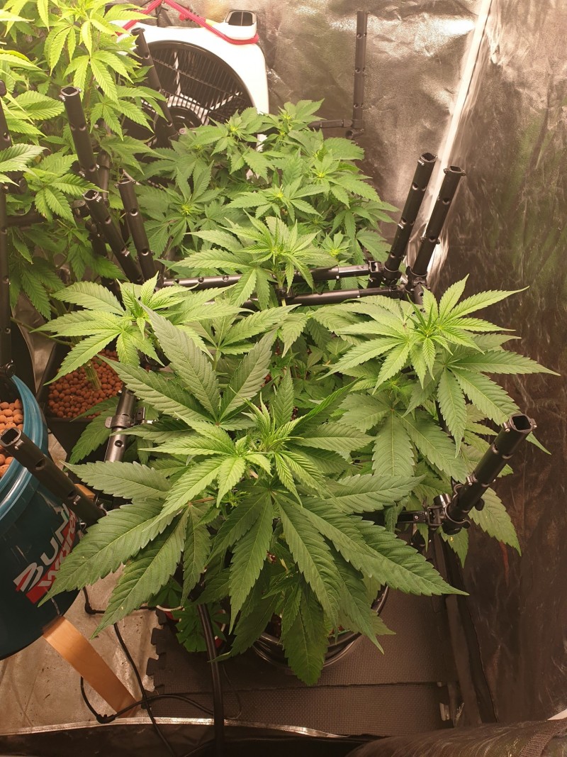 Sage n sour week 1