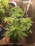 Sage n sour week 1