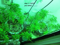 w1f (1)