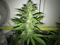 Blue Forest Berry