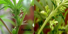 male-or-female-how-to-sex-