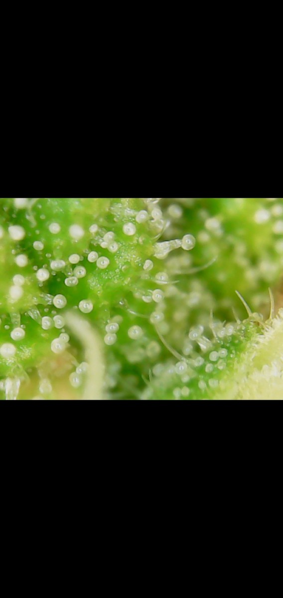 Screenshot_20201019-081718_Gallery