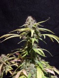 Tropical Cookies XXL Auto