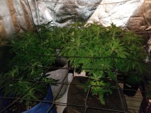 Tropical Cookies XXL Auto =front right 12/12 light cycle