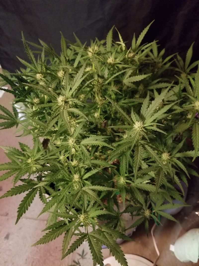 20200706_sensible seeds NL auto