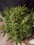 20200706_sensible seeds NL auto