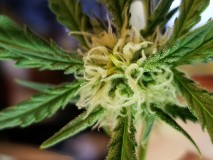 2020/07/06_northern lights  auto