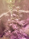 Dinafem O.G.Kush autoflower