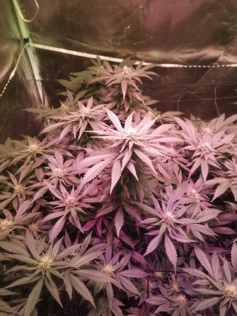 2020/10/21_Zkittles clone