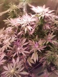 2020/10/21_Zkittles clone2