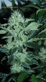 tangerine dreams,veg cab nq ob 013