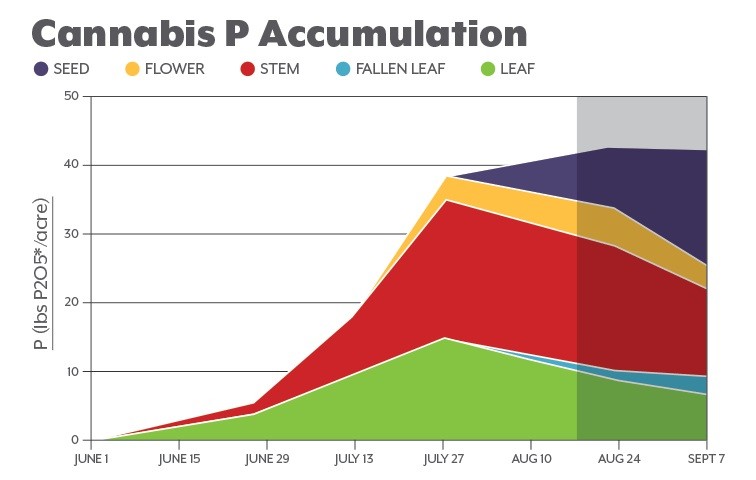 P accumulation