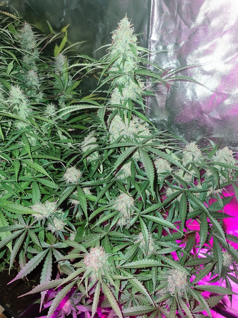 White Widow Auto