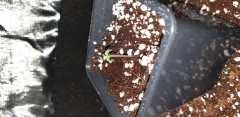 seeding day 1