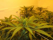 17 bloom (5)
