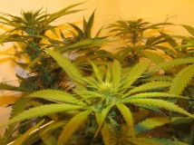 17 bloom (7)