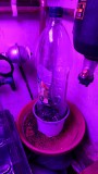 obscura1603987724715