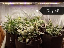 First time LST