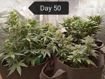 mixed auto grow
