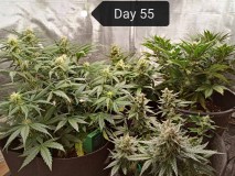 mixed auto grow