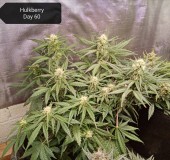 RQS Hulkberry auto Day 60