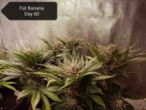 RQS Fat Banana auto Day 60