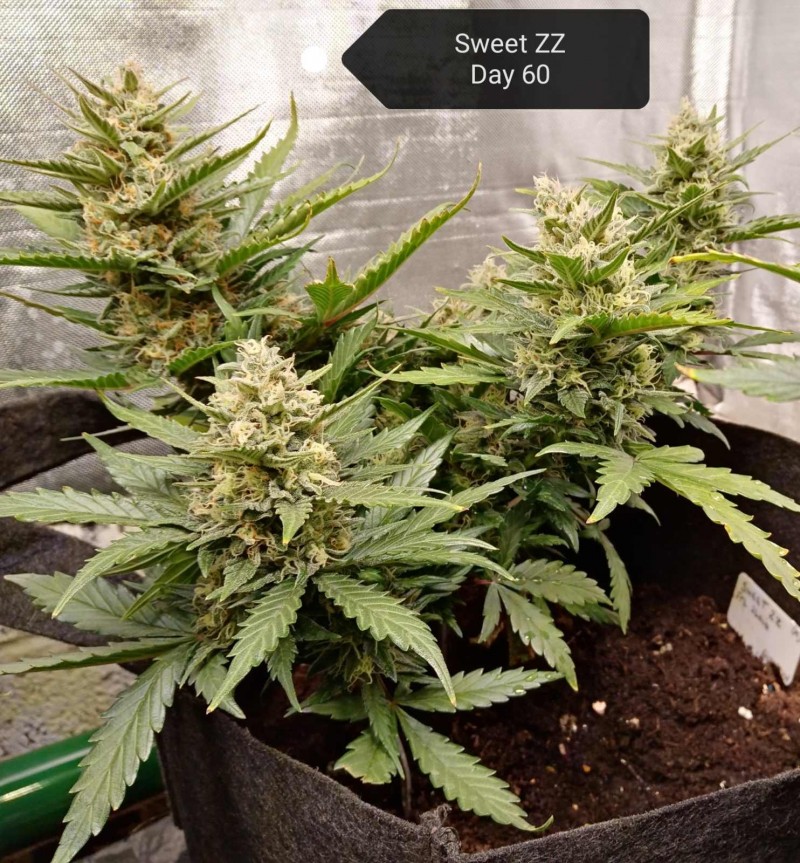 RQS Sweet ZZ auto Day 60