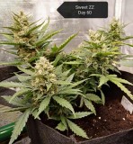 RQS Sweet ZZ auto Day 60