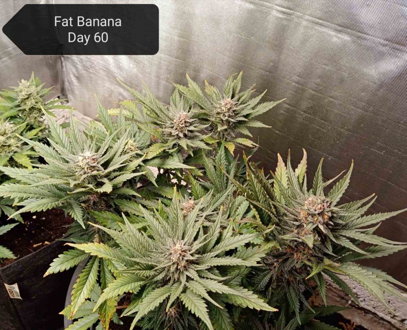 Fat Banana day 60