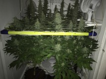 Blue Forest Berry