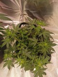 IMG_20201031_103426