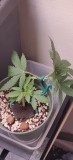 AnimalCookieBonsai