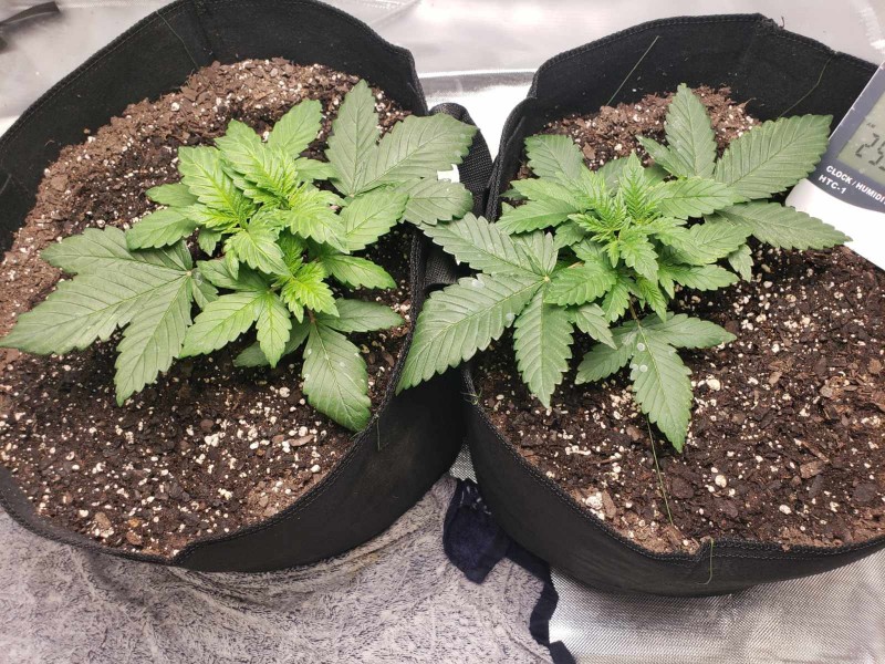 Blueberry badazz og week 3.