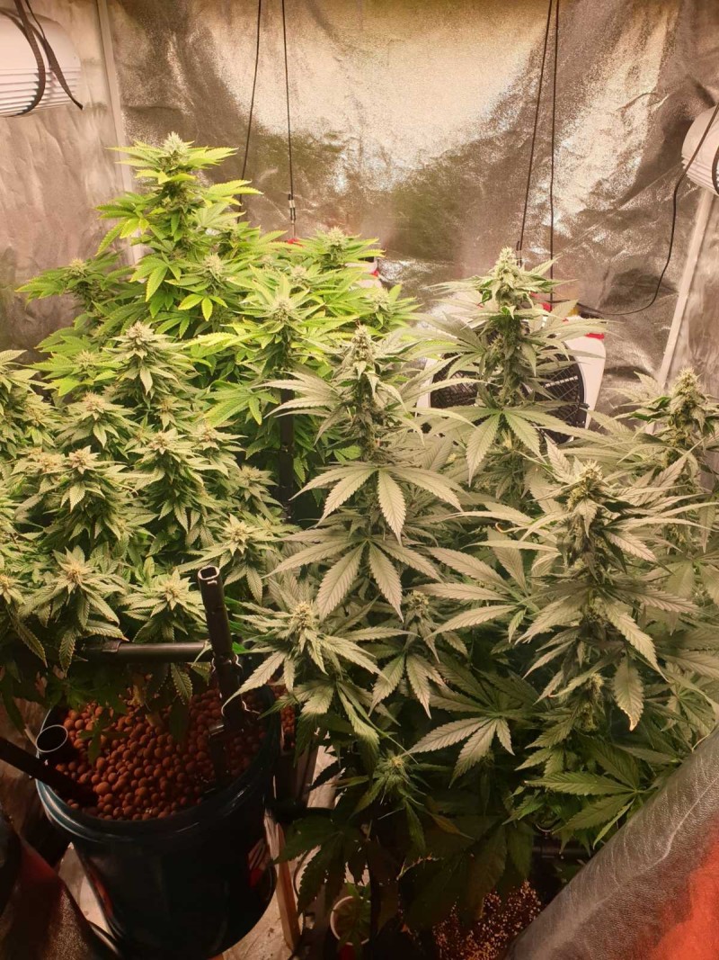 TH week 4