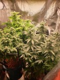 TH week 4
