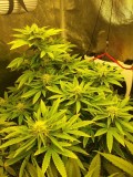 Killer Queen week4