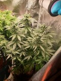 Sage N Sour week 4 1