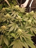 Sage week 4
