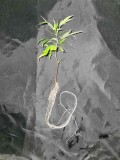 Rooted cutting